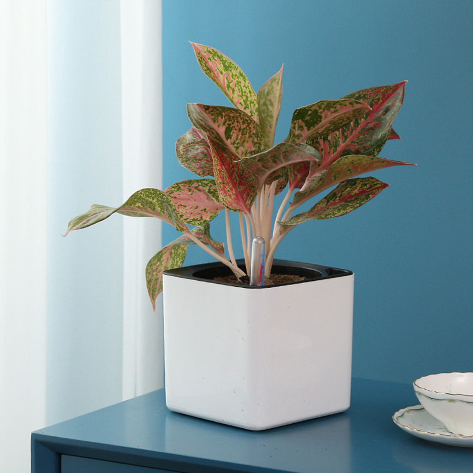 Lazy-Blumentopf in 3 Größen, g – Self Watering Insert Bewertung und Preis